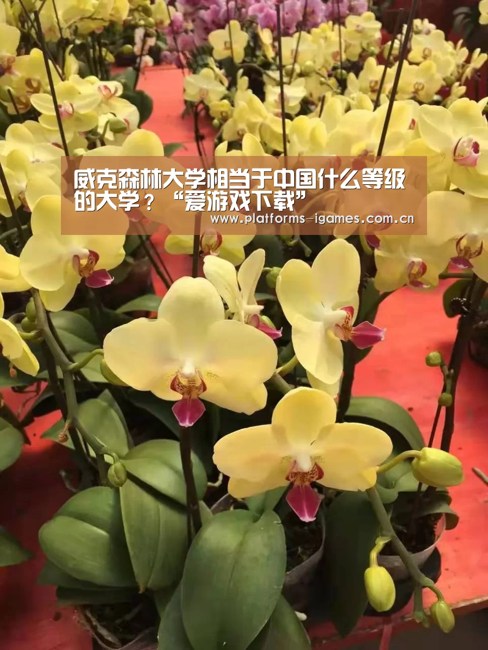 爱游戏平台